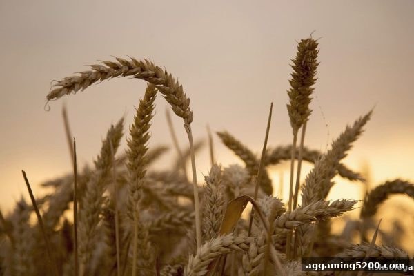 捕鱼达人单机版玩家必读：龙虎斗玩法规律详解